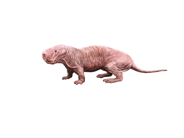 mole rat, rypoš lysý, hlodavec
