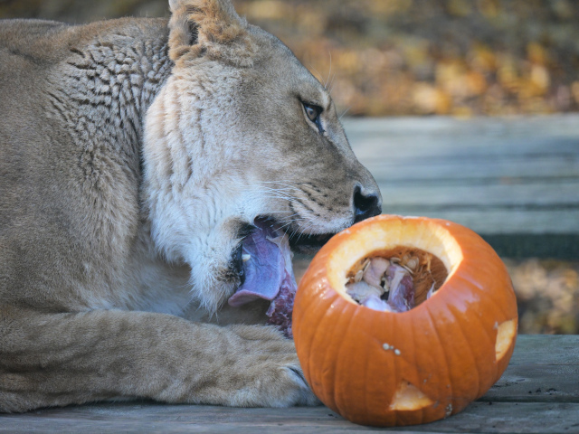 Košice zoo levica