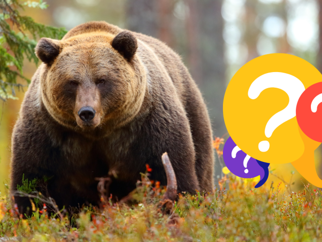 medveď hnedý, kvíz, NEPOUŽÍVAŤ