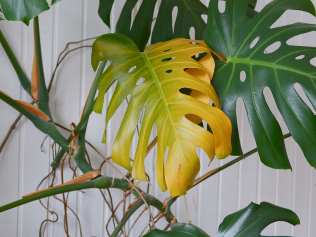 monstera, žltý list, žltnutie, 1860428677