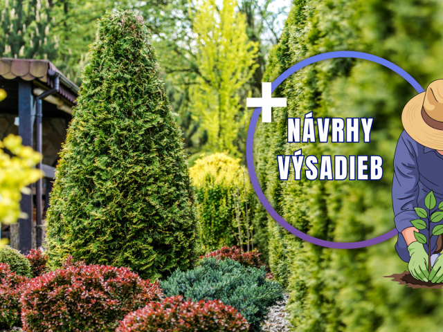 tuja, návrhy výsadieb, grafika, NEPOUŽÍVAŤ