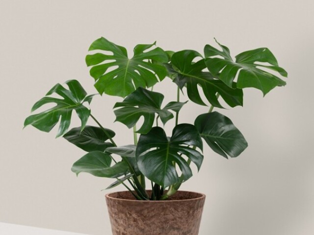 monstera