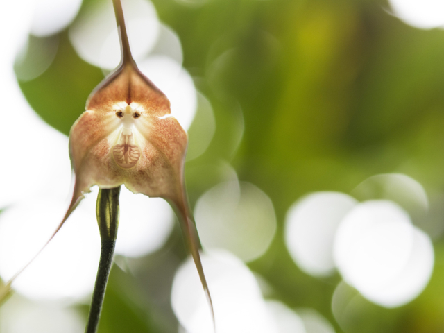 orchidea, dracula 713576779