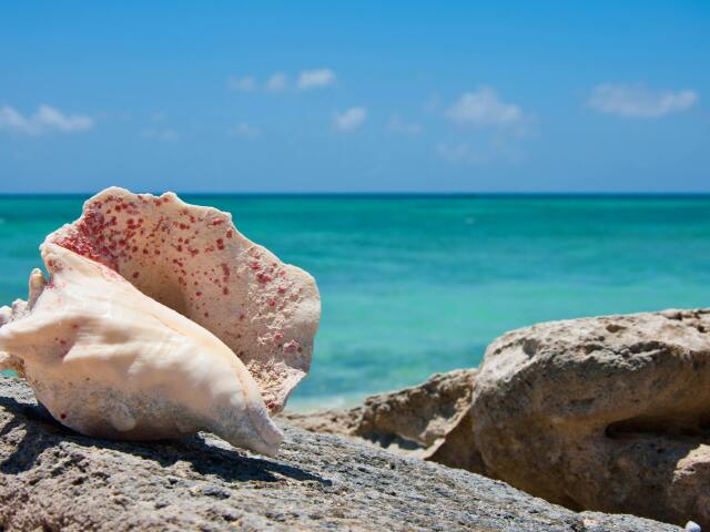 exotika, more, dovolenka, mušla, cestovanie, Turks and Caicos