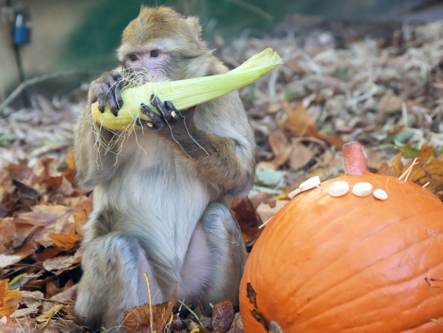 SR ZOO Košice Halloween pre zvieratámakak magot