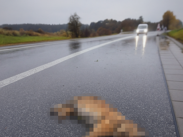 rys, TANAP, zrážka s autom,