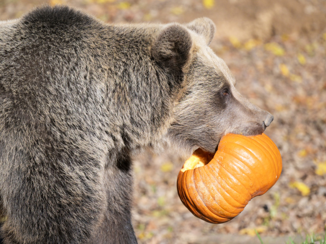 zoo košice, medveď hnedý, Halloween, tekvica,