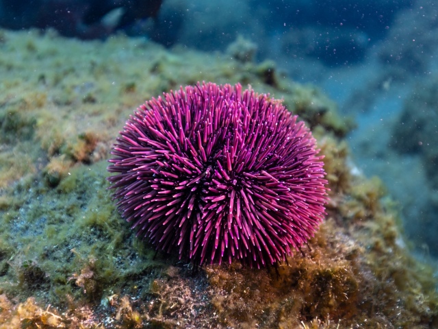 morská ježovka, sea urchin,