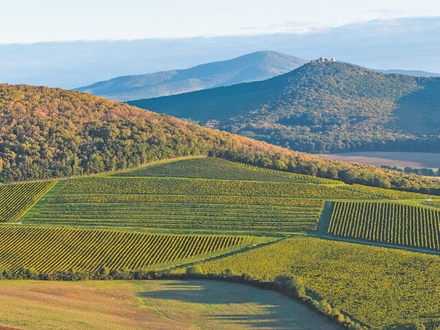 vino