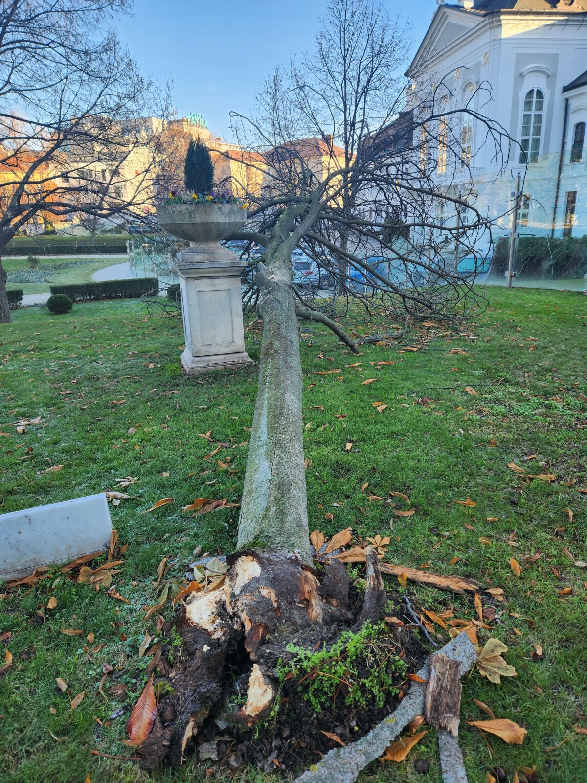 strom grasalkovičova záhrada
