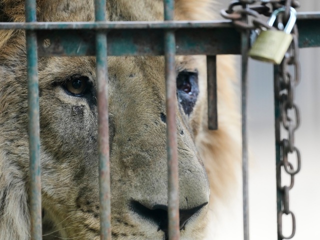 Lion / Lev /