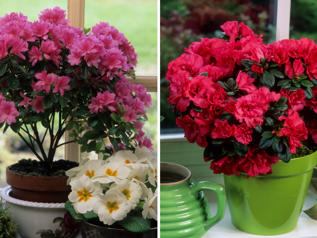 Rhododendron simsii, azalka, izbová azalka,