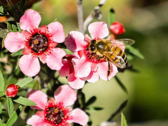 manuka, med,
