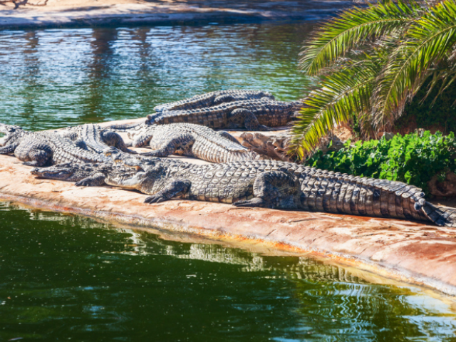 7 Krokodilia farma Djerba Tunisko