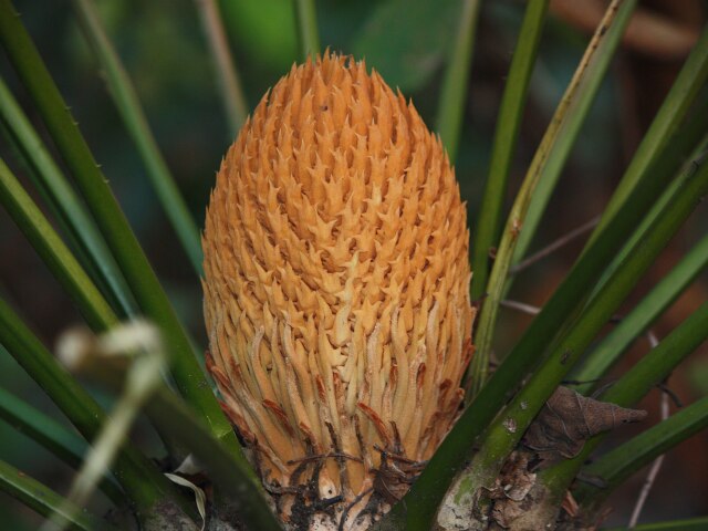 Cycas orixensis, cykas