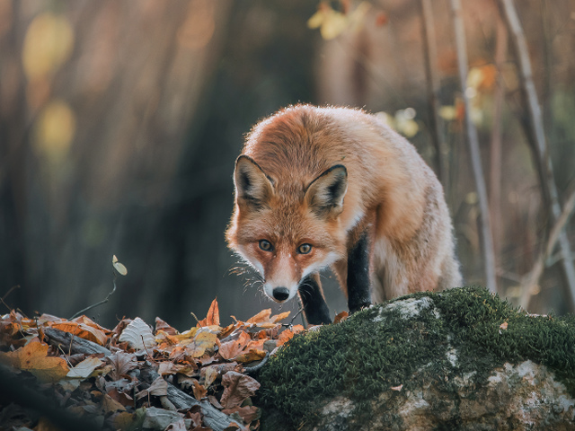 Divé zvieratá z Považského Inovca očami fotografa Mariána Šicka
