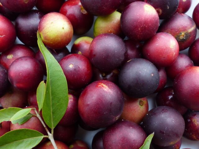 camu-camu