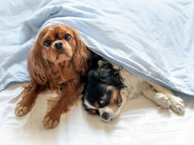 pes, posteľ, Cavalier King Charles španiel,