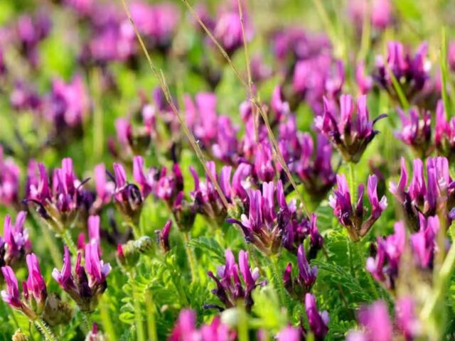 astragalus