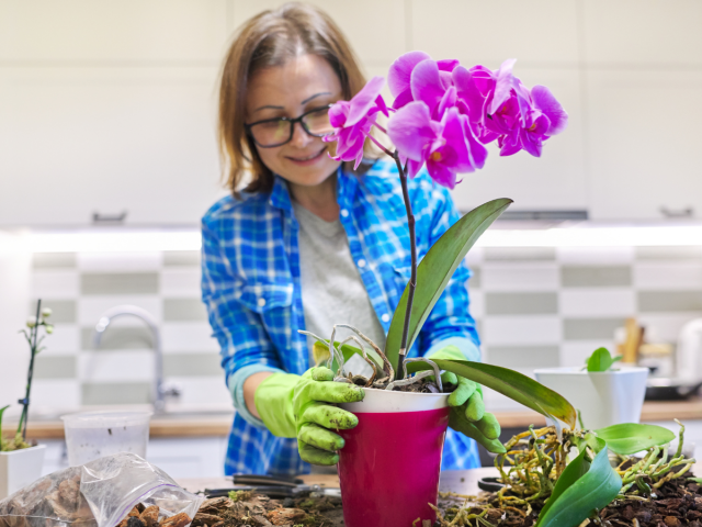 orchidea, presádzanie, žena,