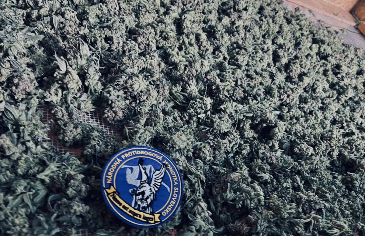 drogy, marihuana, pezinok