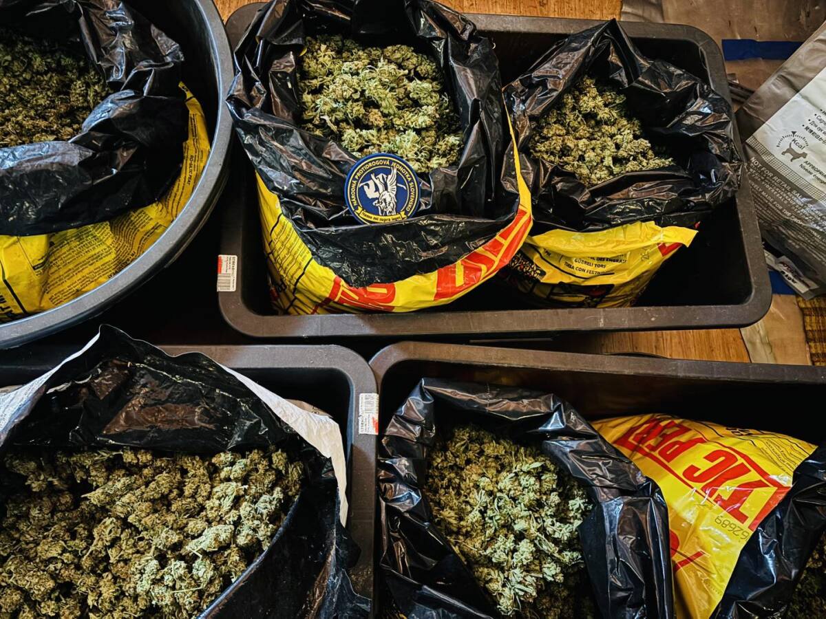 drogy, marihuana, pezinok