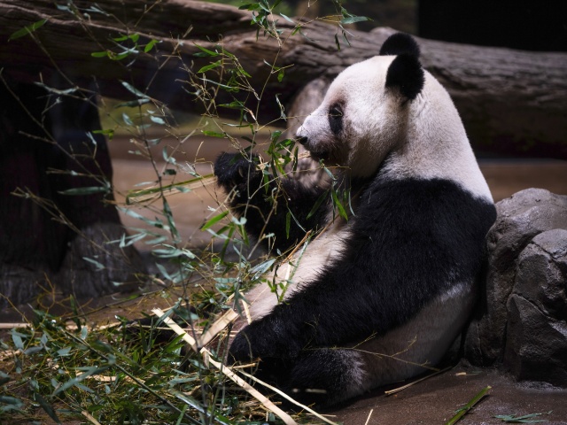 panda veľká, Tokio, Japonsko, Čína