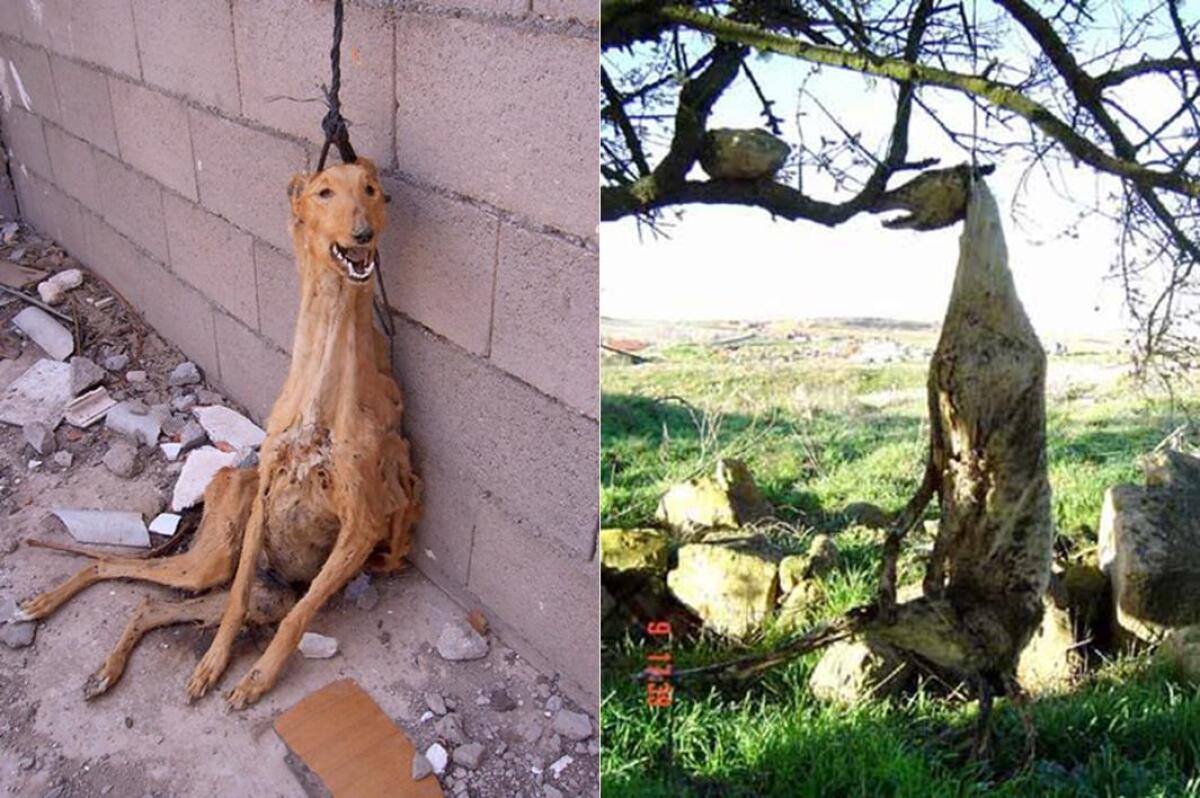 pes, chrt, ochrana zvierat, týranie zvierat, galgo