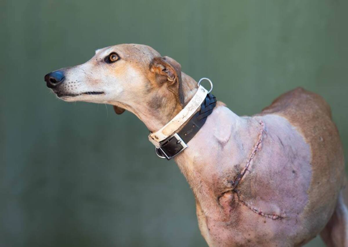 pes, chrt, ochrana zvierat, týranie zvierat, galgo