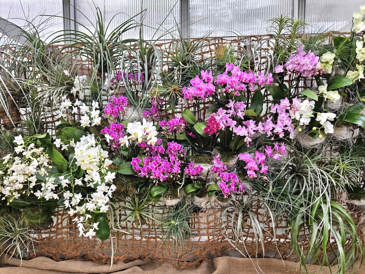 Vystava orchidei botanicka zahrada Kosice  17 