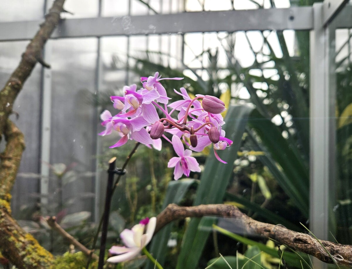Vystava orchidei botanicka zahrada Kosice  15 