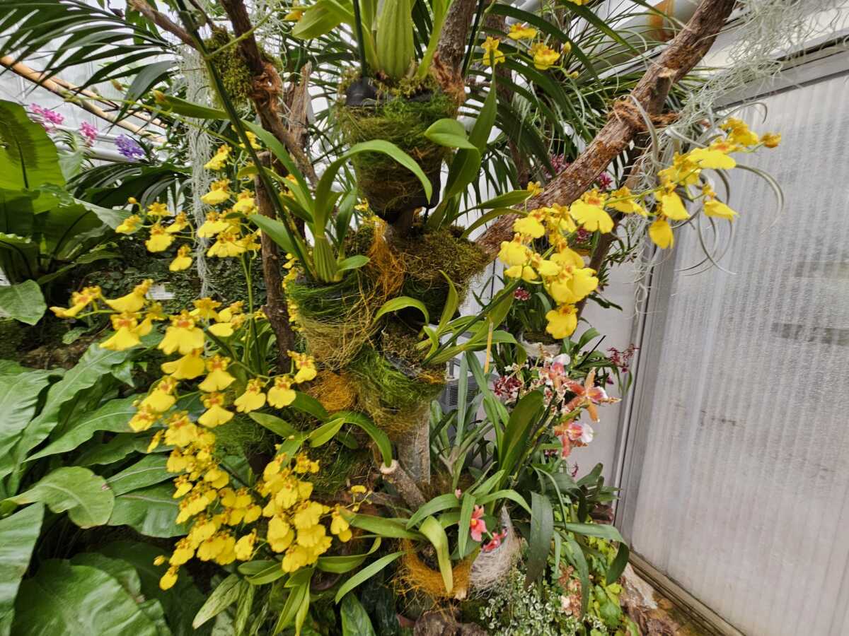 Vystava orchidei botanicka zahrada Kosice  13 
