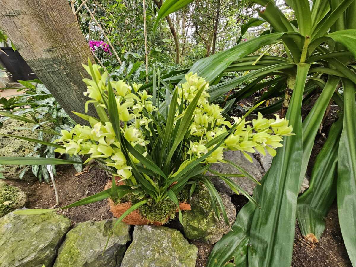 Vystava orchidei botanicka zahrada Kosice  12 