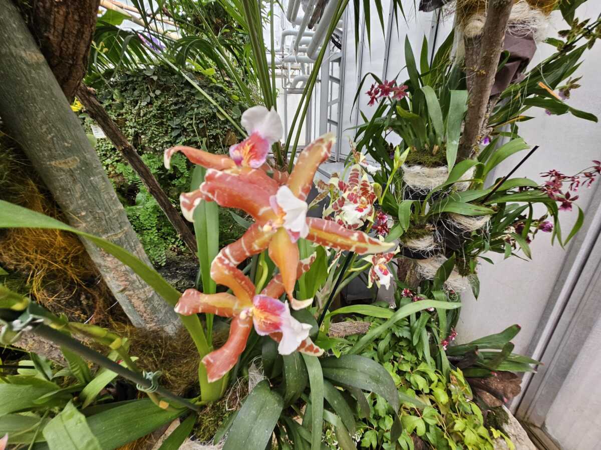 Vystava orchidei botanicka zahrada Kosice  11 