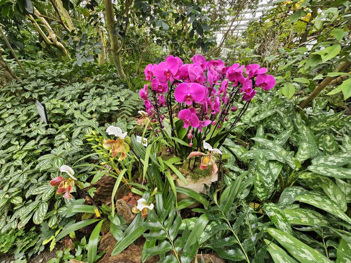 Vystava orchidei botanicka zahrada Kosice  10 