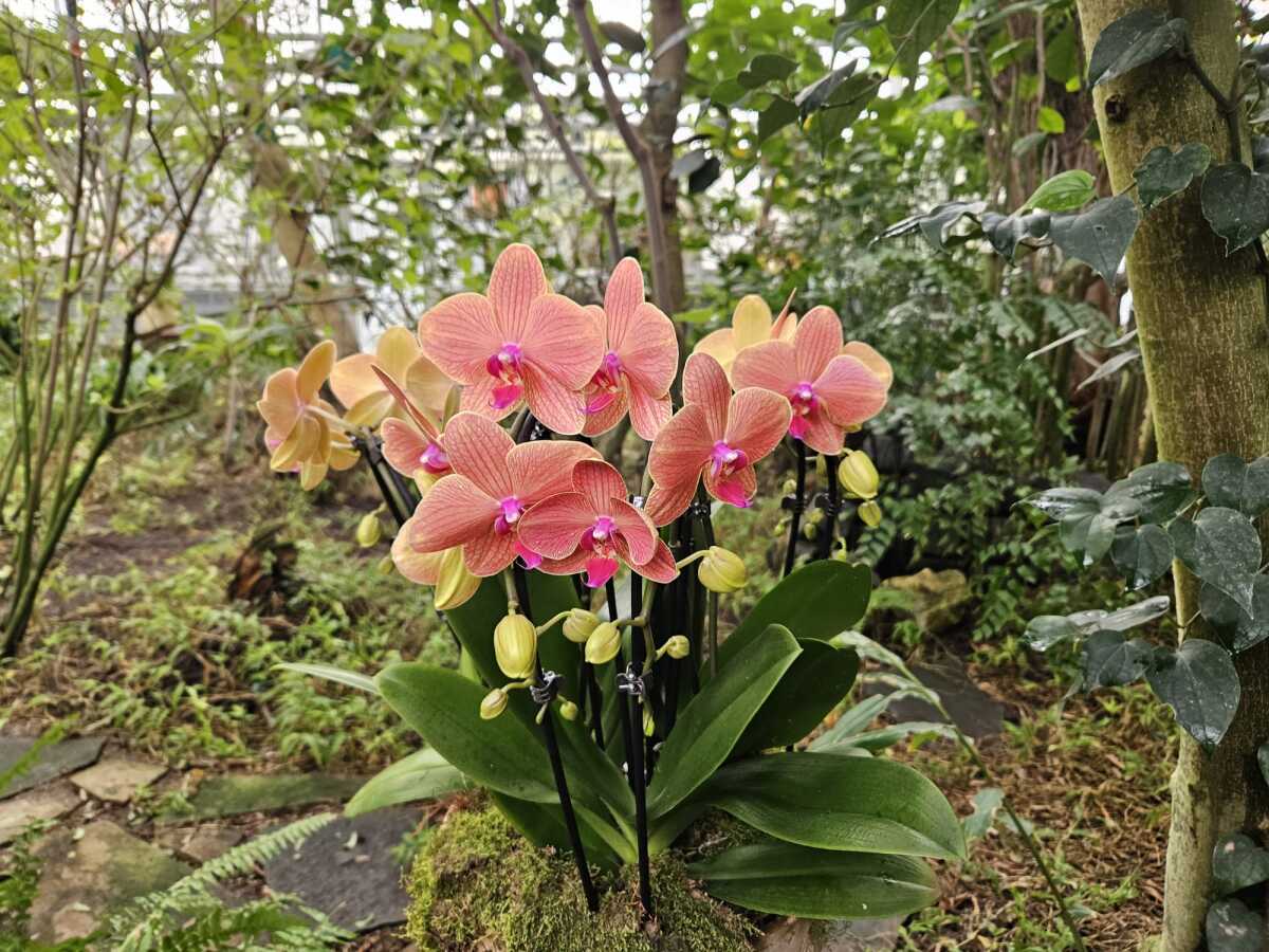 Vystava orchidei botanicka zahrada Kosice  9 