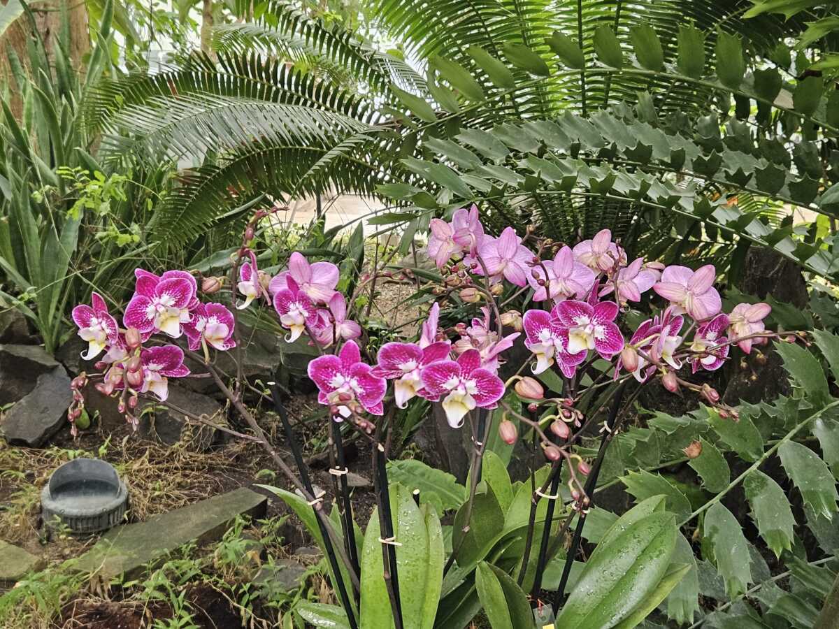 Vystava orchidei botanicka zahrada Kosice  8 