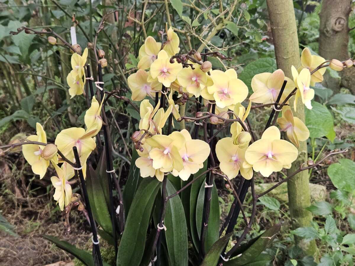 Vystava orchidei botanicka zahrada Kosice  7 