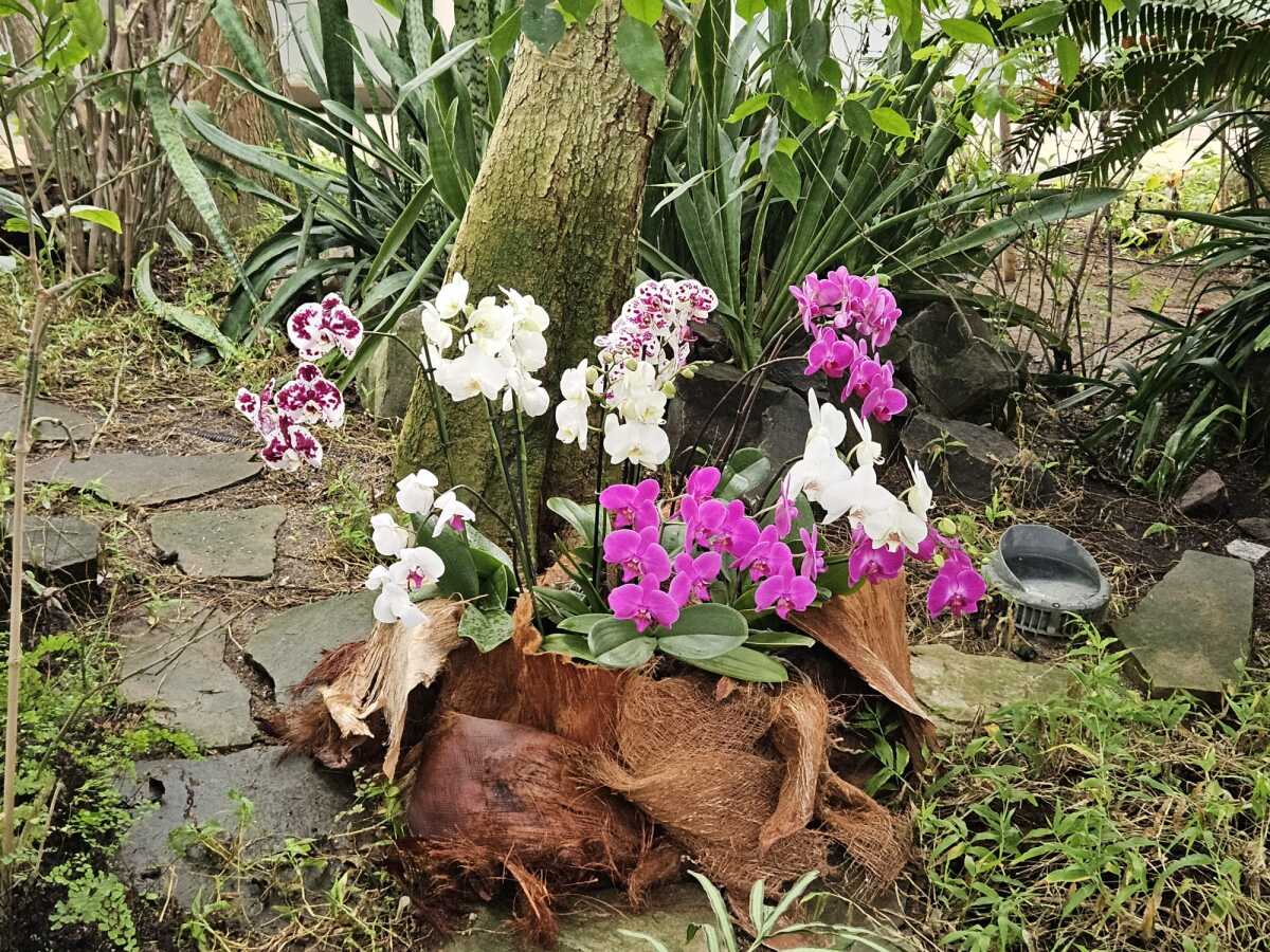 Vystava orchidei botanicka zahrada Kosice  6 