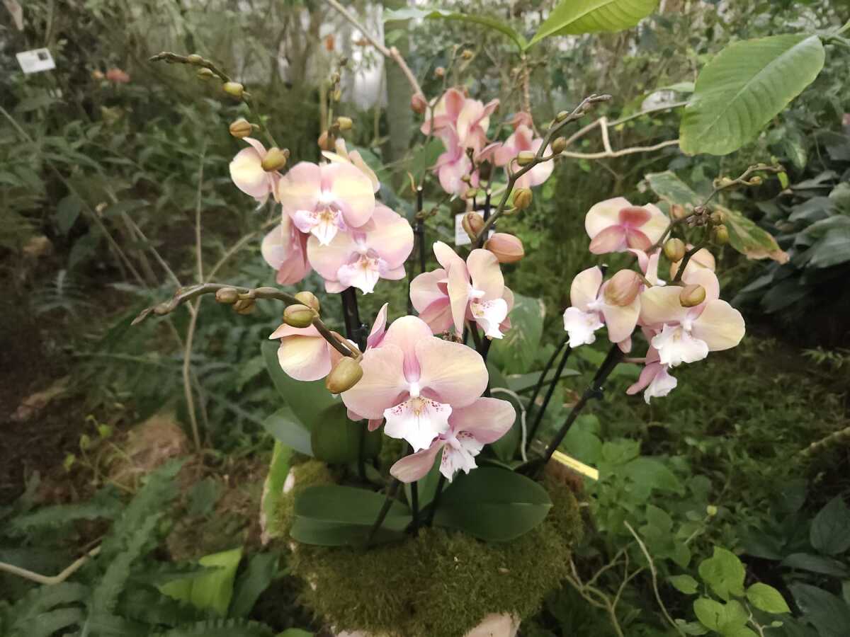Vystava orchidei botanicka zahrada Kosice  5 