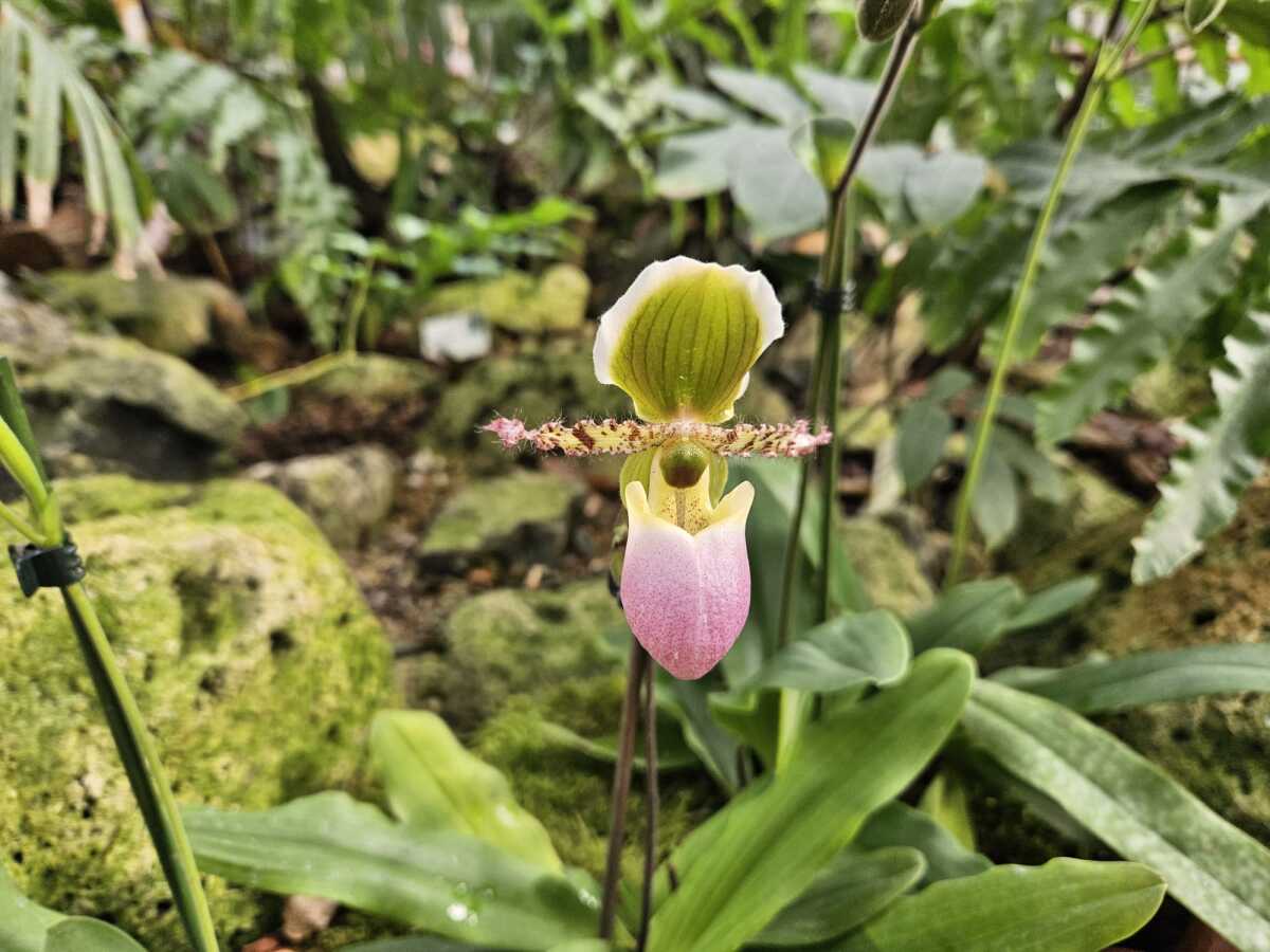 Vystava orchidei botanicka zahrada Kosice  4 