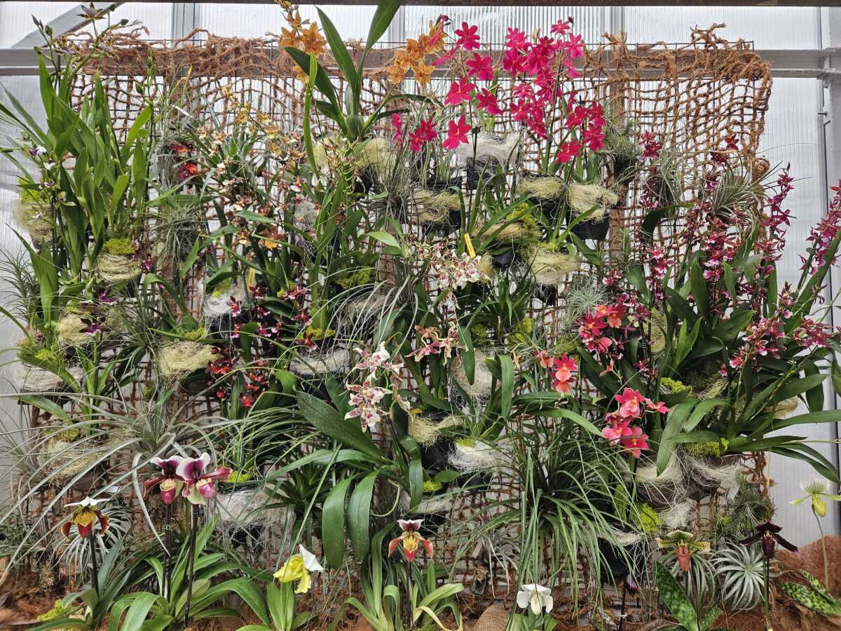 Vystava orchidei botanicka zahrada Kosice  3 