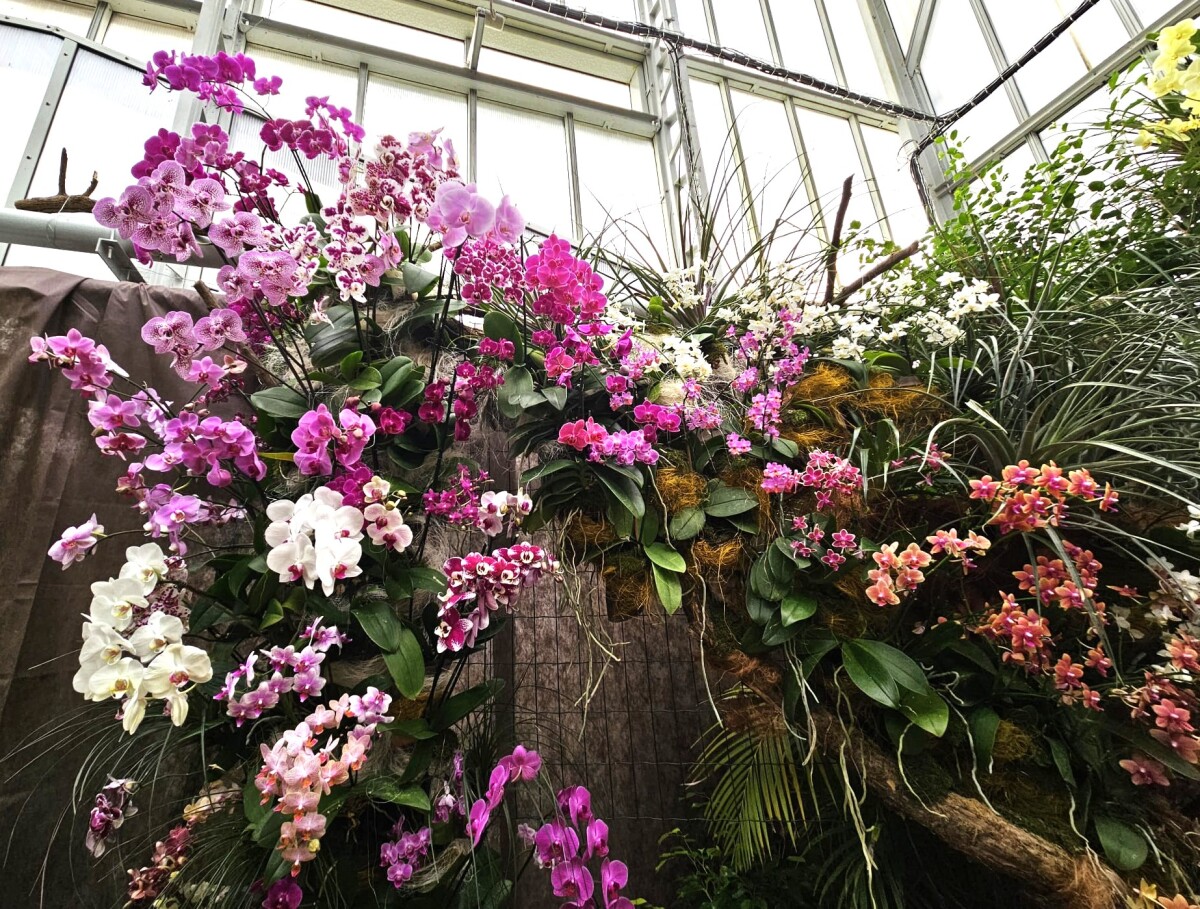 Vystava orchidei botanicka zahrada Kosice  2 