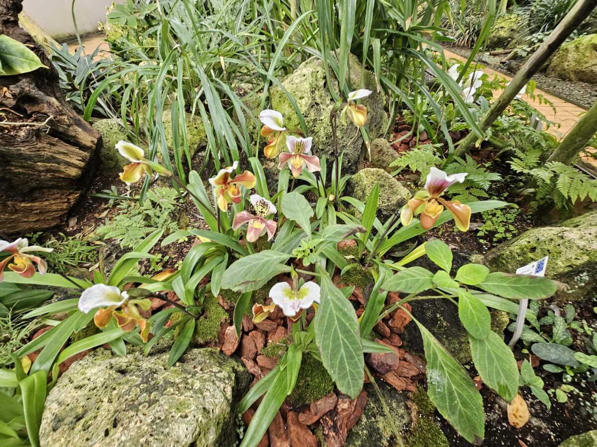 Vystava orchidei botanicka zahrada Kosice  1 