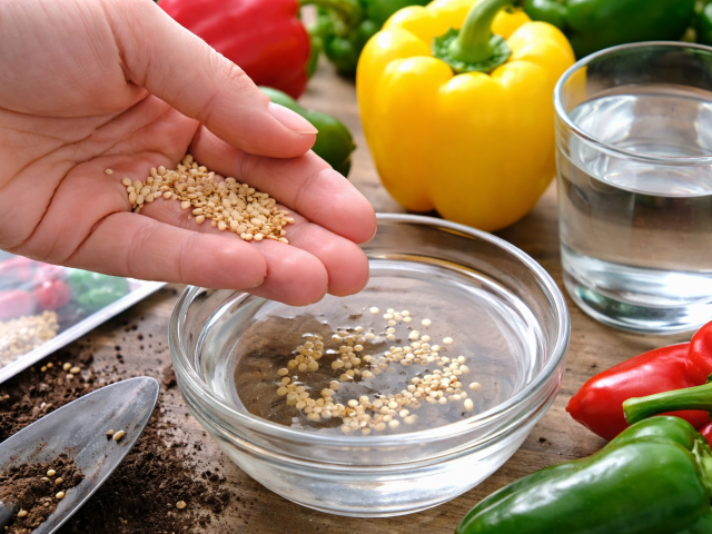 paprika, namáčanie, semená, namáčanie semien,