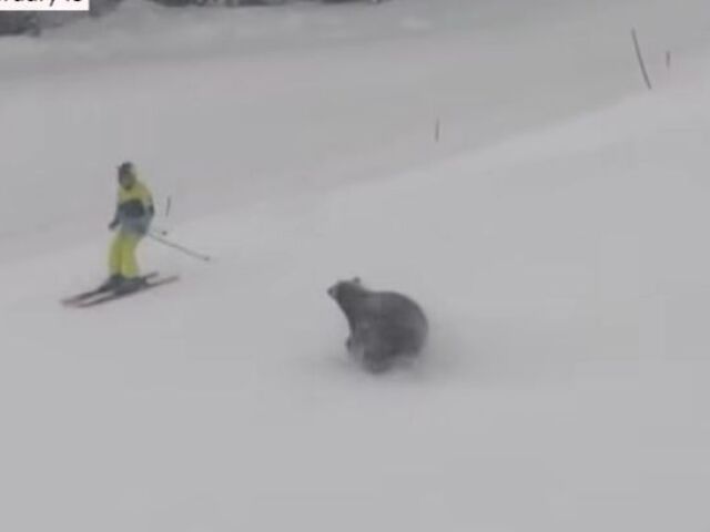 svah, lyžiar, medveď