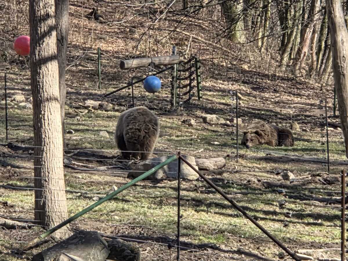 Medvede Zoo Kosice  4 