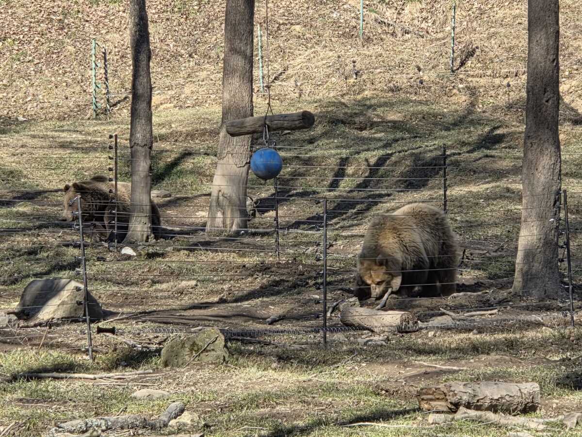 Medvede Zoo Kosice  3 