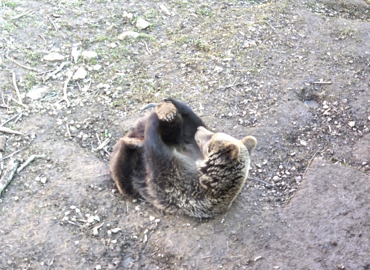 Medvede Zoo Kosice  2 