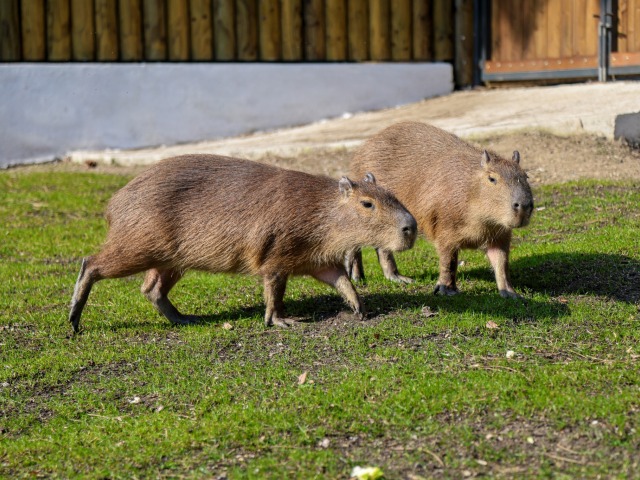 kapybara, ZOO Bratislava,